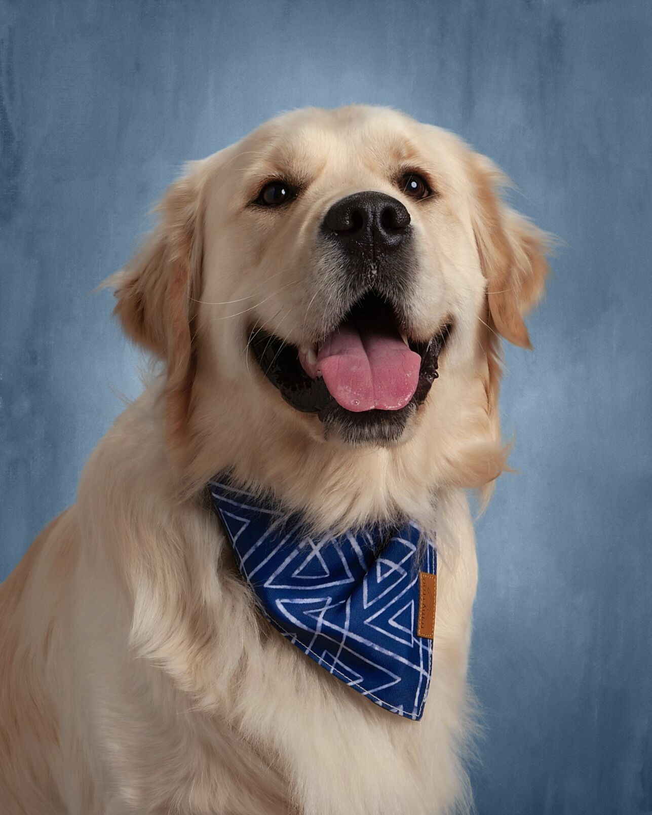 Croix the Therapy Dog 1